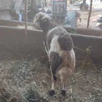قورچ پلنگی