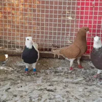کبوتر رنگی