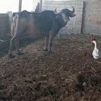 گاومیش با گوساله نر