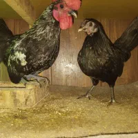 مرغ خروس چاپنیز ژاپنی