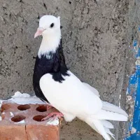 کفتر