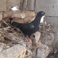 پرنده جوان