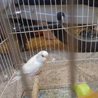 یک مرغ عشق ماده معاوضه با ماده دیگه
