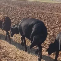 فروش قوچ افشار قره قزل
