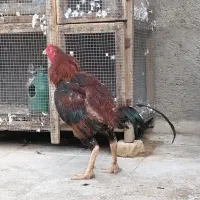 خروس لاری اصل