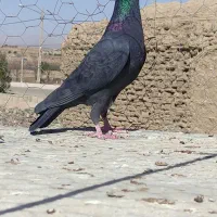 تعداد 8عدد نروماده آلمانی