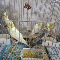 فروش تعدادی عروس هلندی