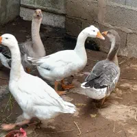 غاز|حیوانات مزرعه|خشکبیجار, |دیوار