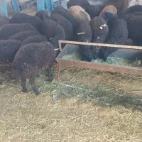 بره