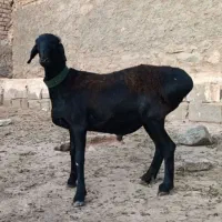 بره چینی مشکی