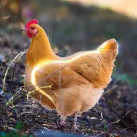 خریدار مرغ وفروش