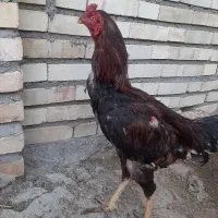 خروس|حیوانات مزرعه|تکاب, |دیوار