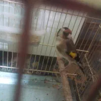 سهره نر آخرای لک بخون