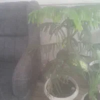 گل طبیعیسرحال
