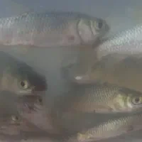 بچه امور یک بند امسال