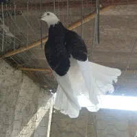 ماده کبوتر پرشی