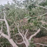 کارگر ساده در باغ کشاورزی اتباع یا ایرانی