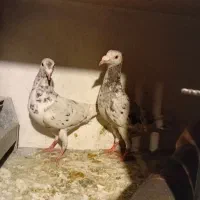 کفتر سرور، هفت رنگ  شهرستانی