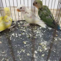 جوجه طوطی برزیلی