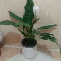 گل و گیاه طبیعی