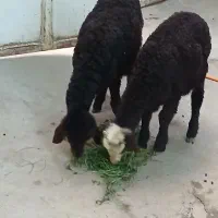 بره نروماده