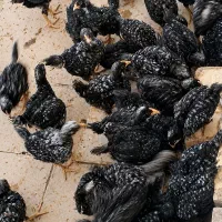 جوجه آمروک نژاد  تخم گذار یکماهه