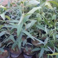 مراقبت آبیاری از نهال درخت گل وگیاه در بهشت زهرا