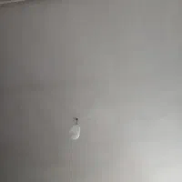 همخونه-همخانه