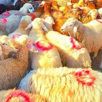 دام زنده اورگانیک عید قربان زیر نظر شهرداری