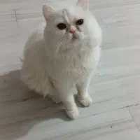 گربه پرشین نر(جفتگیری)