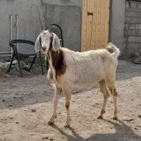 دورا چادمه ماده