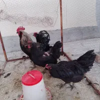 مرغ وخروس