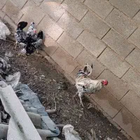 مرغ گلین خروس