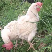 دو عدد مرغ سفید تخمگذار