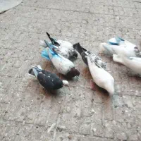 کفتر|پرنده|تبریز, |دیوار