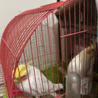 عرو‌س هلندی