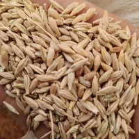 جو محلی امسال