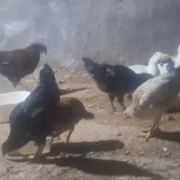 فروش خروس محلی بلک استار  بابهترین خوراک جمع کردم