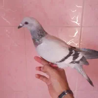 سه تا شامی