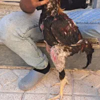 خروس لاری