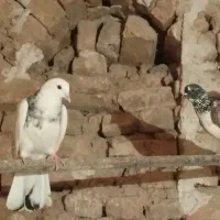 کبوتر