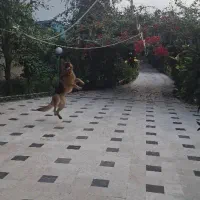 سگ ژرمن ورک
