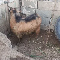 بزغاله نر