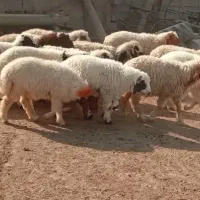 بره