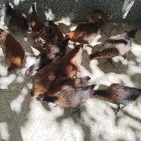 خروس چهارماهه بومی