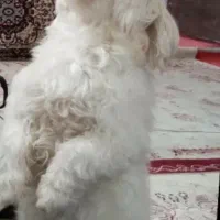 سگ سفید نر آگهی بخونید