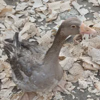 حیوانات مزرعه