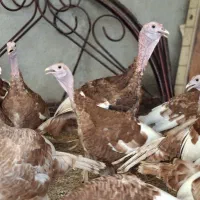 فروش بوقلمون برنز