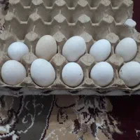 تخم مرغ عربی شرط نطفه