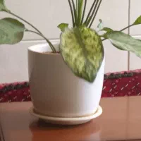 گلدون